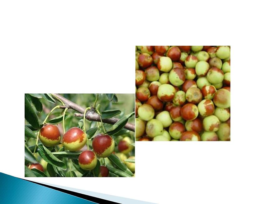 青島版(五四制)科學二年級上冊10.植物和陽光教學課件第4頁