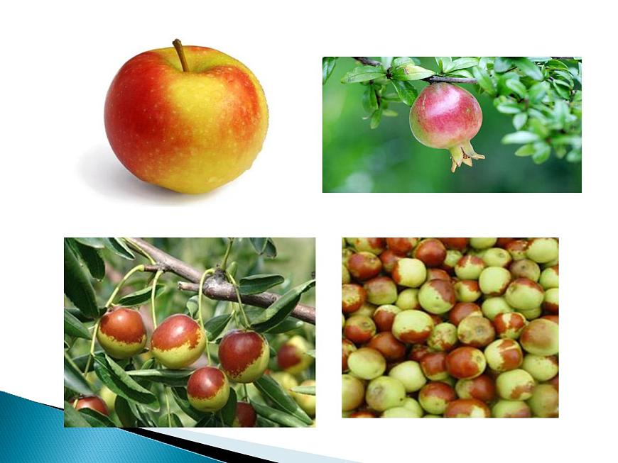 青島版(五四制)科學二年級上冊10.植物和陽光教學課件第6頁