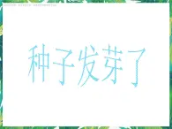 3.1《種子發(fā)芽了》課件+教案+練習(xí)