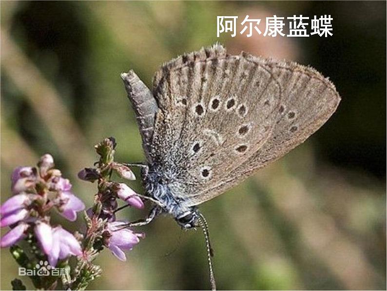 1.2《假如我们是》课件+教案+练习07