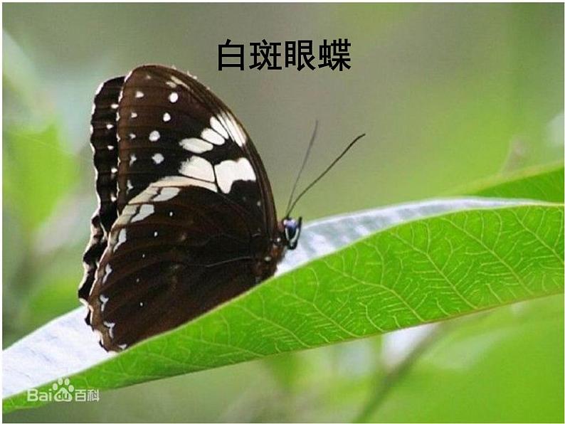 1.2《假如我们是》课件+教案+练习08
