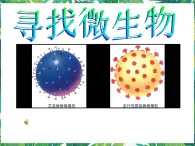5.1《尋找微生物》課件+教案+練習(xí)