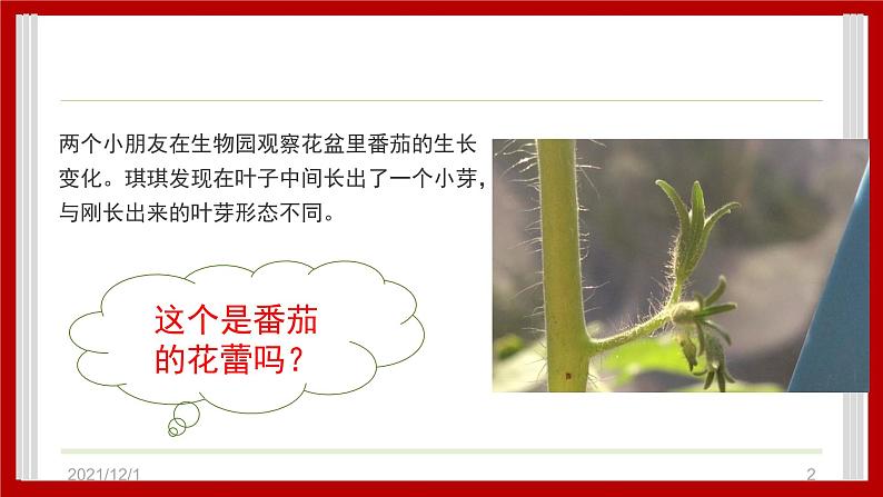 1.4 开花结果 课件第2页