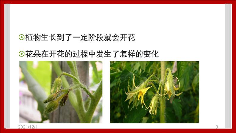 1.4 开花结果 课件第3页
