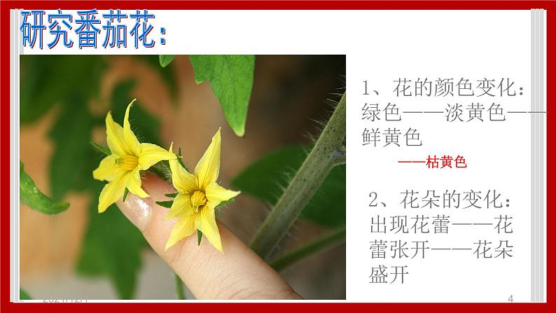 1.4 开花结果 课件第4页