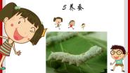 科学5 养蚕优质ppt课件