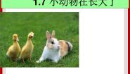小学科学粤教粤科版三年级下册（新版）7 小动物在长大完整版课件ppt
