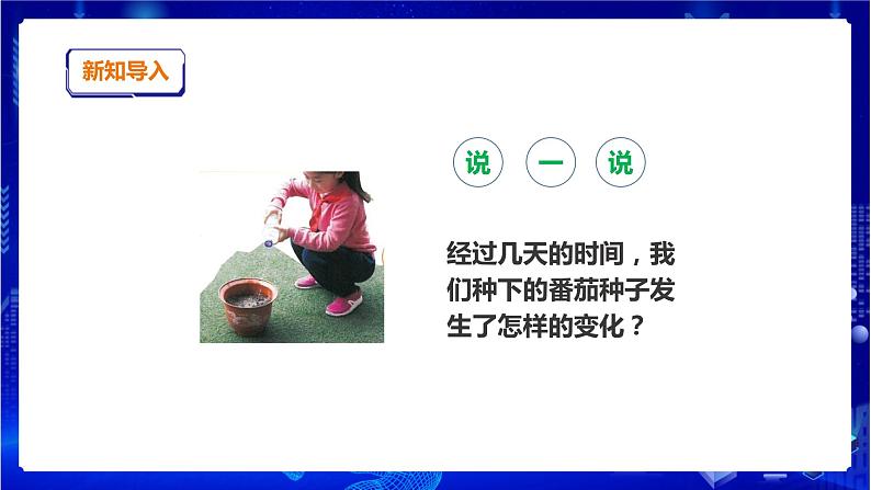 苏教版(2019)科学三年级下1.2《幼苗长大了》PPT课件+教案+练习+视频02
