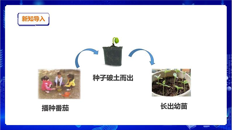 苏教版(2019)科学三年级下1.2《幼苗长大了》PPT课件+教案+练习+视频03