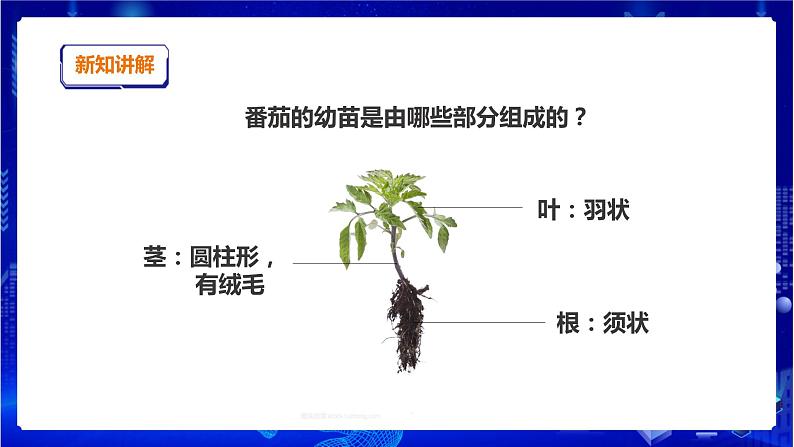 苏教版(2019)科学三年级下1.2《幼苗长大了》PPT课件+教案+练习+视频06