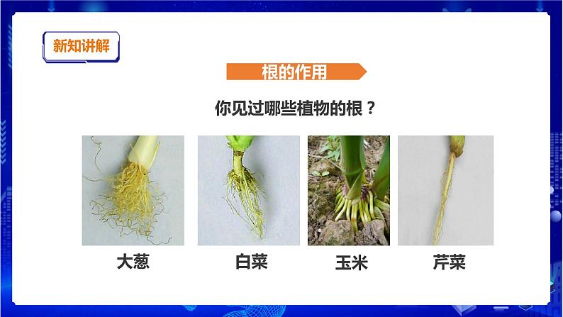 苏教版(2019)科学三年级下1.2《幼苗长大了》PPT课件+教案+练习+视频07