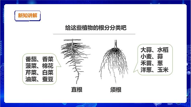 苏教版(2019)科学三年级下1.2《幼苗长大了》PPT课件+教案+练习+视频08