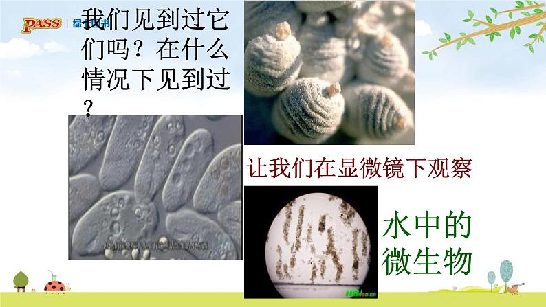 六上1-6 《观察水中微小的生物》课件PPT第3页
