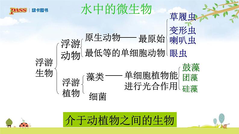 六上1-6 《观察水中微小的生物》课件PPT第5页