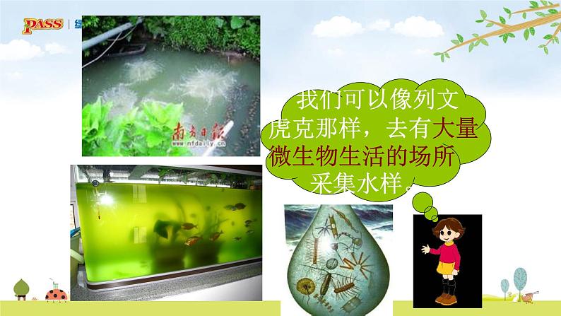 六上1-6 《观察水中微小的生物》课件PPT第8页
