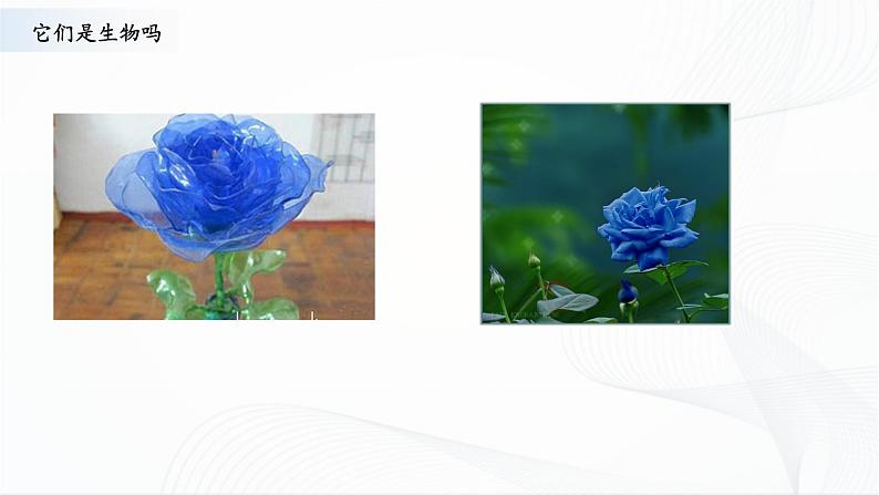 5.15《生物与非生物》课件第5页