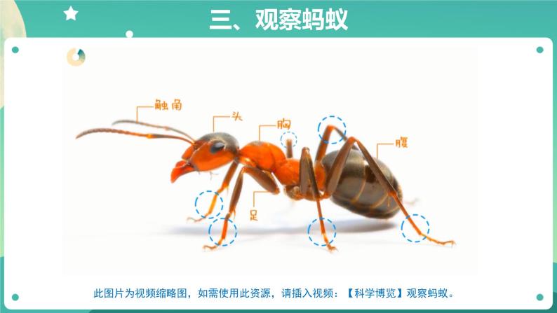 7 蚂蚁 PPT课件+教案+素材06