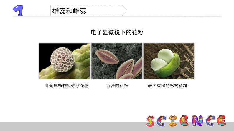 花、果实和种子PPT课件免费下载04