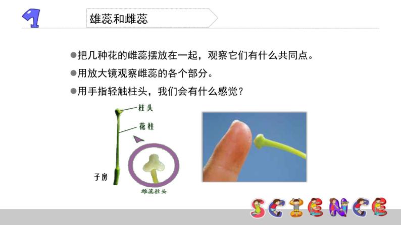 花、果实和种子PPT课件免费下载06