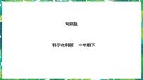 小学教科版 (2017)5.观察鱼教学ppt课件