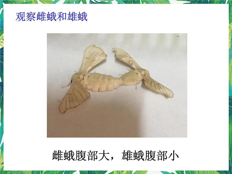 教科版三年级下册科学2.5《茧中钻出了蚕蛾》教学课件第5页