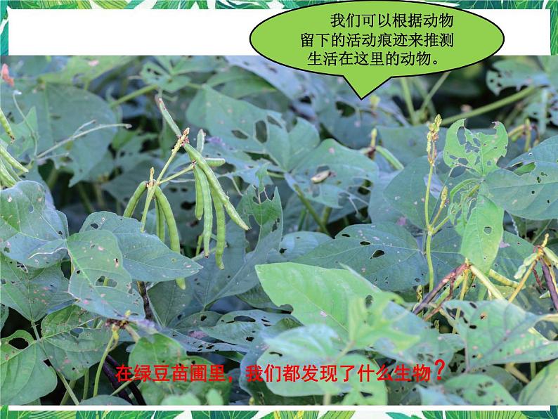 五年级下册科学课件 -1.6《食物链与食物网》 教科版(共15张PPT)第2页