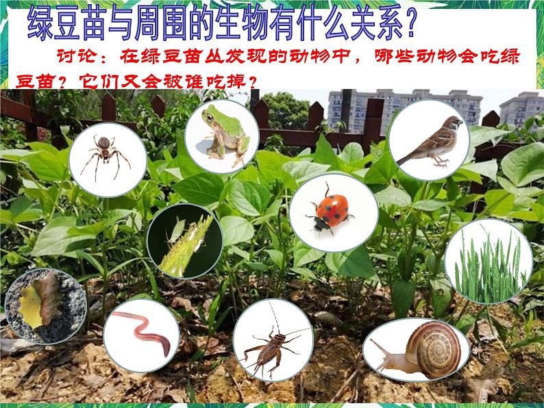 五年级下册科学课件 -1.6《食物链与食物网》 教科版(共15张PPT)第3页