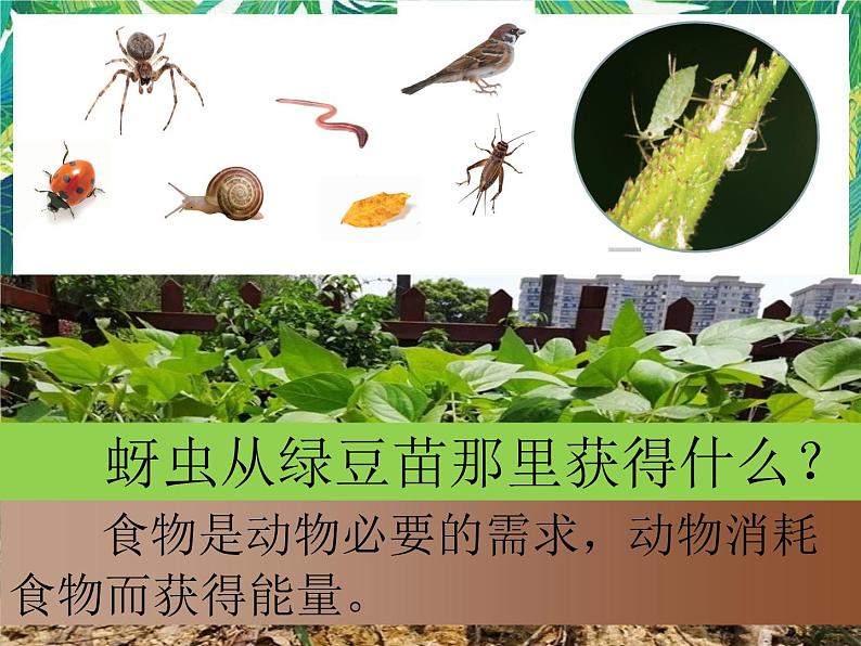 五年级下册科学课件 -1.6《食物链与食物网》 教科版(共15张PPT)第4页