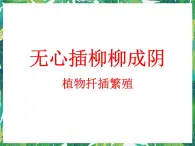 2.2 无心插柳柳成荫 课件+教案+学案