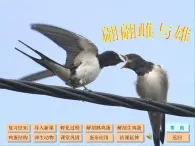 2.3 翩翩雌與雄 課件+教案+學(xué)案