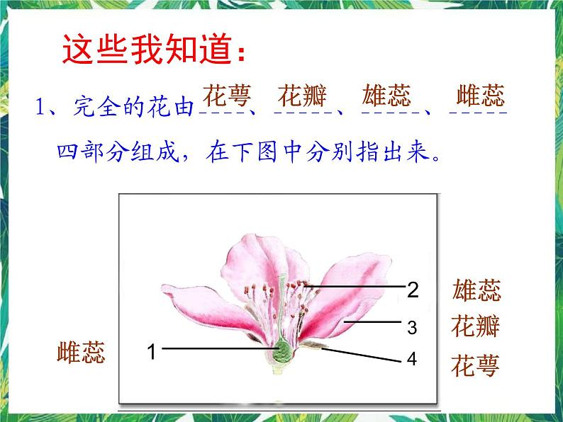 2.3 翩翩雌与雄 课件+教案+学案02