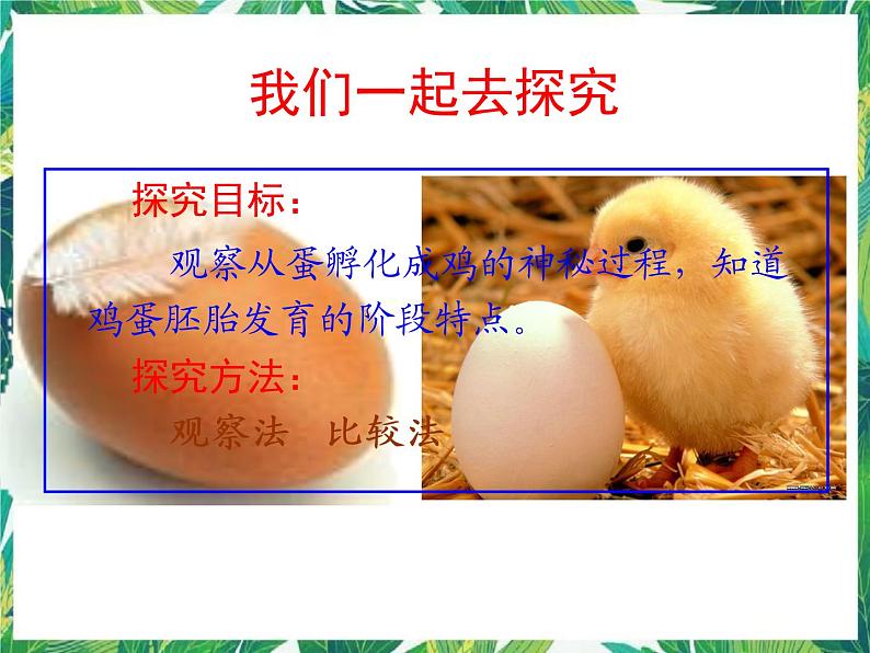 2.3 翩翩雌与雄 课件+教案+学案05