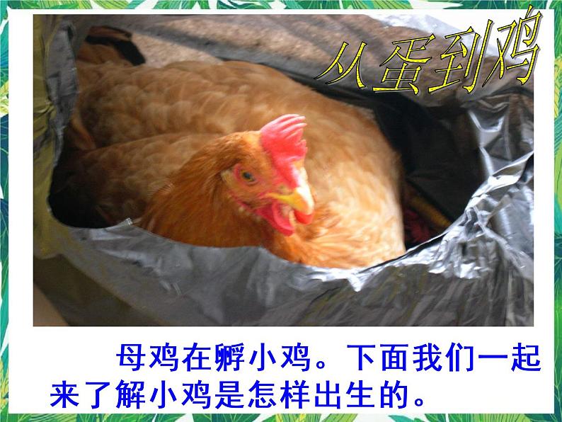 2.3 翩翩雌与雄 课件+教案+学案06