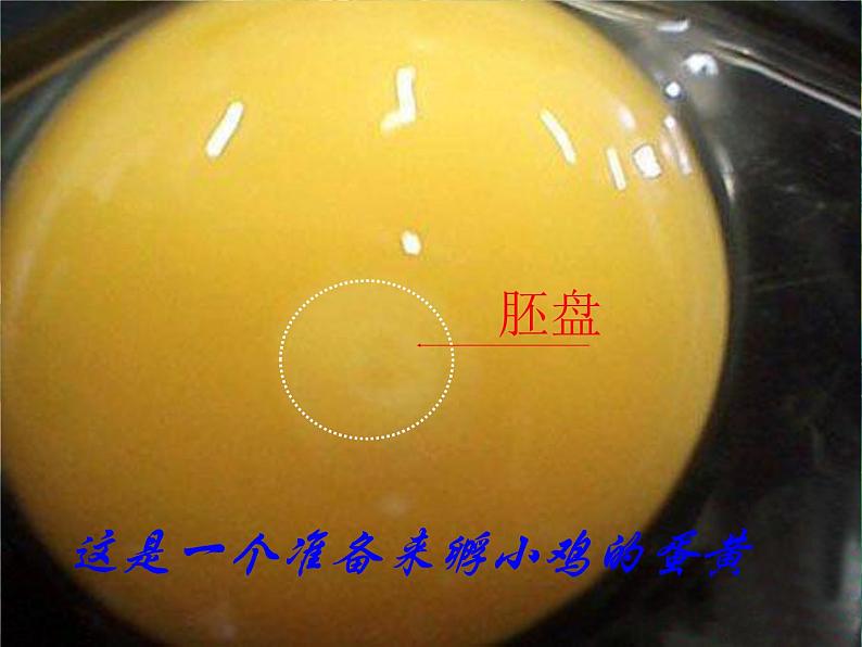 2.3 翩翩雌与雄 课件+教案+学案07