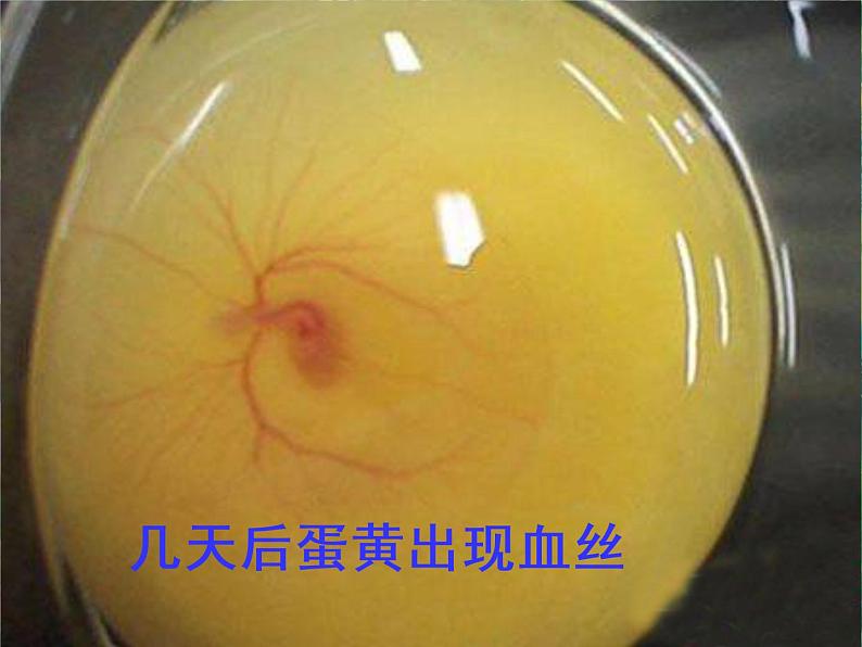 2.3 翩翩雌与雄 课件+教案+学案08