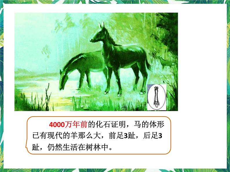 1.2 物竞天择 湘教版六年级下册科学课件第5页