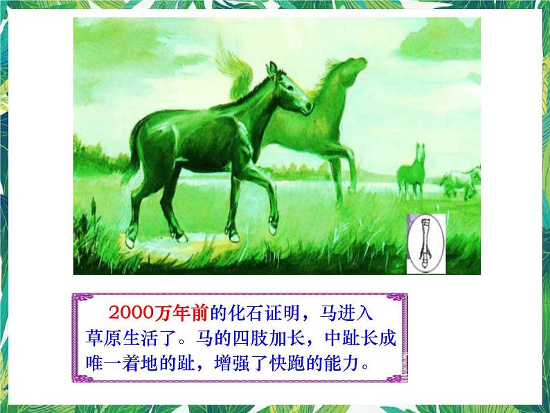 1.2 物竞天择 湘教版六年级下册科学课件第6页