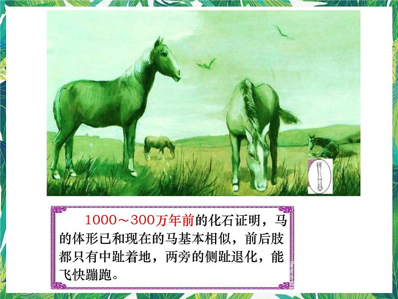 1.2 物竞天择 湘教版六年级下册科学课件第7页