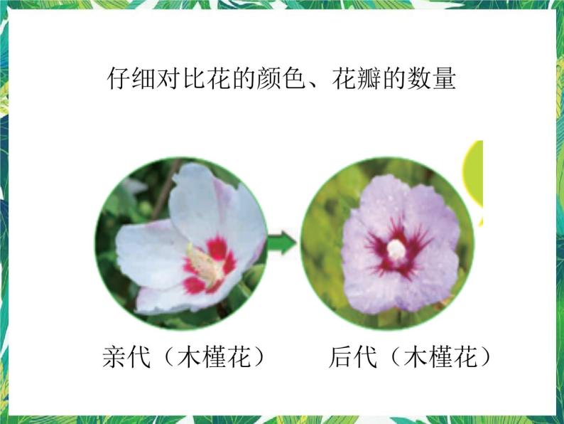 3.《形形色色的植物》课件+教案+视频03