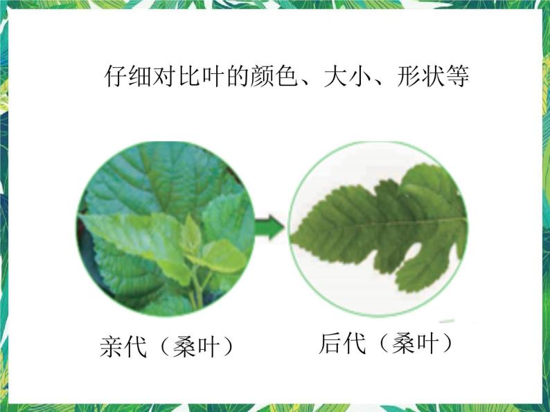 3.《形形色色的植物》课件+教案+视频04