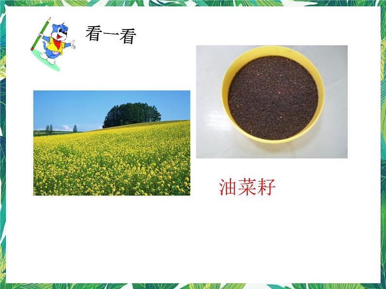 四年级下册科学课件-1.1播撒希望的种子 |湘科版(一起) (共16张PPT)第5页