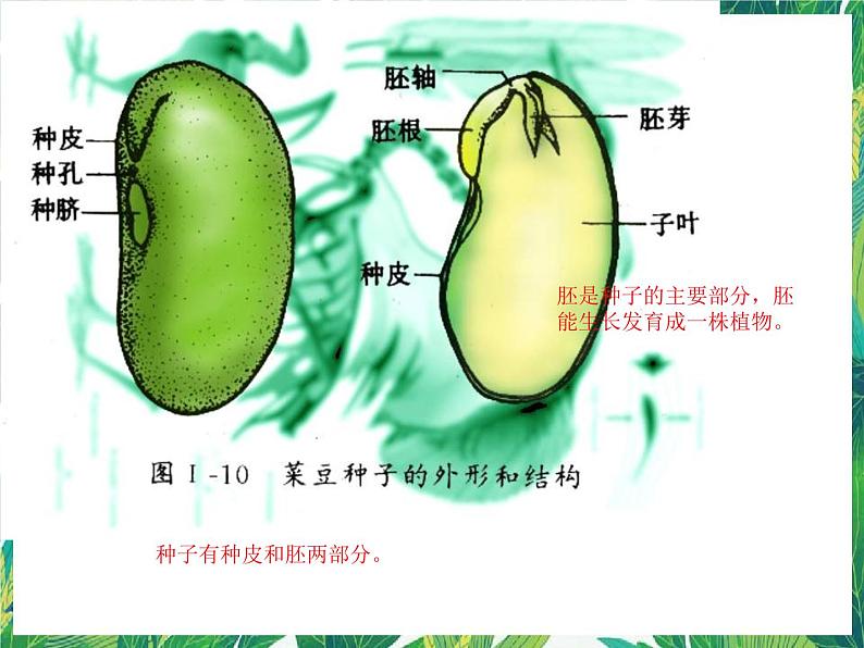 四年级下册科学课件-1.1播撒希望的种子 |湘科版(一起) (共16张PPT)第7页