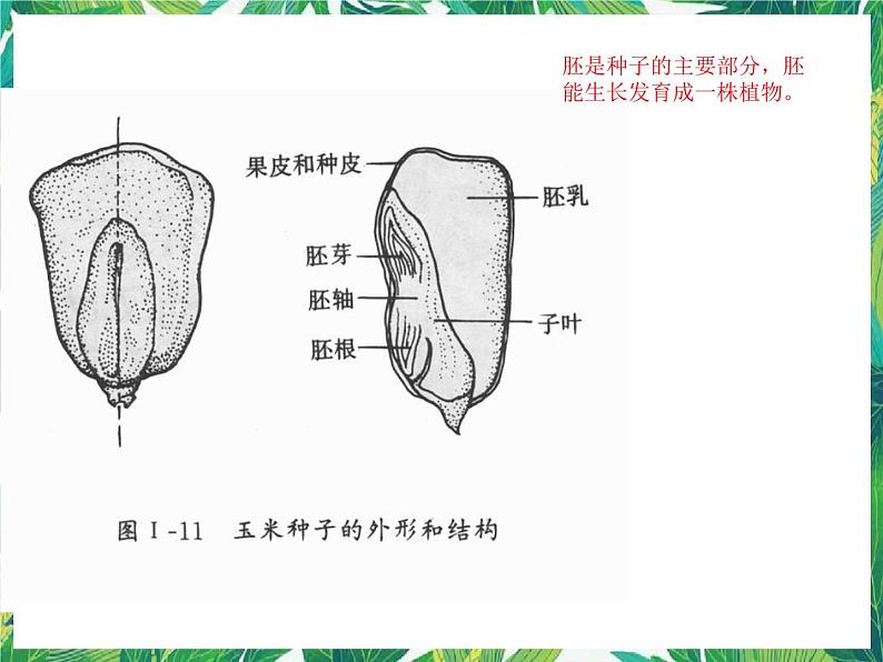 四年级下册科学课件-1.1播撒希望的种子 |湘科版(一起) (共16张PPT)第8页