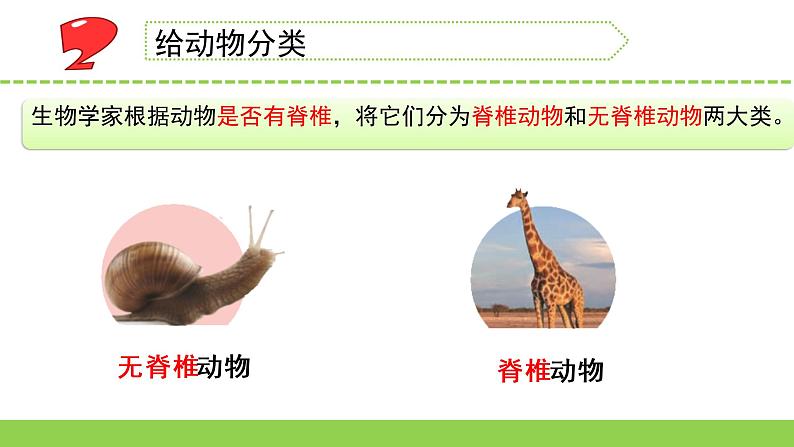 苏教版科学四年级上册1.给动物分类教学课件第4页