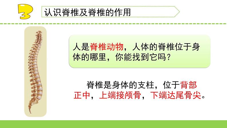苏教版科学四年级上册1.给动物分类教学课件第5页