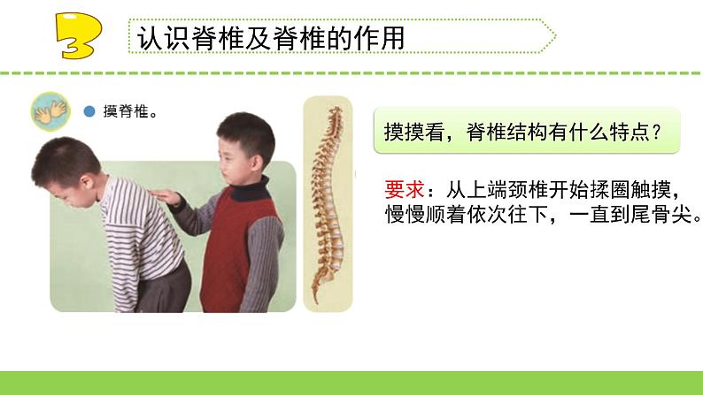 苏教版科学四年级上册1.给动物分类教学课件第6页