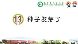 新青岛版科学三年级下册 13 种子发芽了 课件PPT