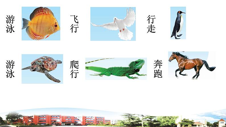 新青岛版科学六三制一年级下册 6 动物的运动 课件PPT05
