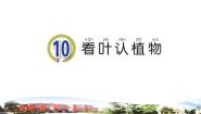 小学科学青岛版 (六三制2017)一年级下册10 看叶认植物教学演示ppt课件