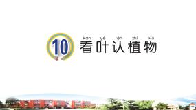 小学科学青岛版 (六三制2017)一年级下册10 看叶认植物教学演示ppt课件